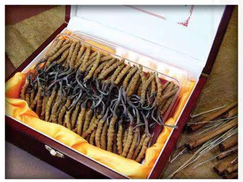 定城镇冬虫夏草回收